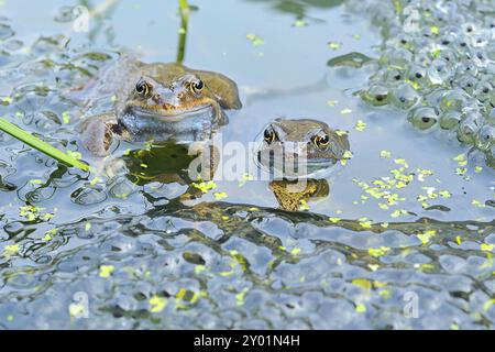 Laubfrosch (Rana temporaria) Foto Stock