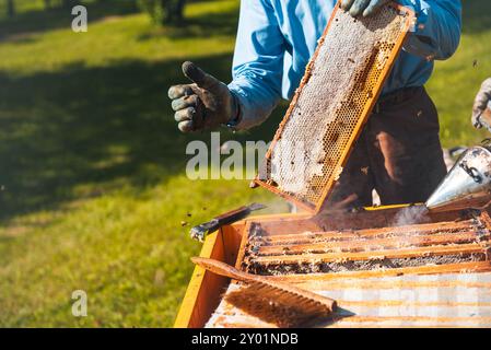 Rurale e naturale, l'apicoltore anziano dell'apiario lavora con api e alveari dell'apiario per raccogliere il miele dagli alveari. Apicoltura e raccolta Foto Stock