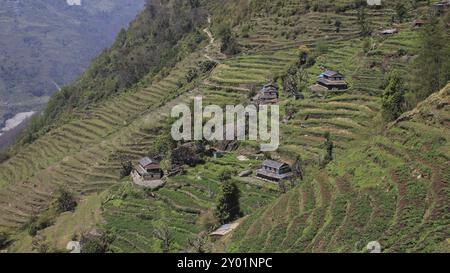 Scena rurale a Taulung, Annapurna Conservation area, Nepal. Ripida collina con campi terrazzati e tradizionali case Gurung Foto Stock