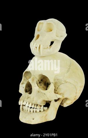 Cranio di scimmia con teschio umano isolato su sfondo nero Foto Stock