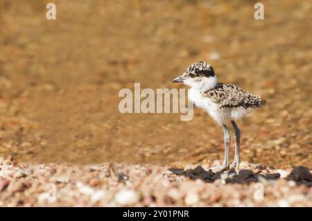 Una ragazza di recente nascita di Lapwing su un'isola del Lago Vittoria nell'Africa orientale, in riva al mare Foto Stock