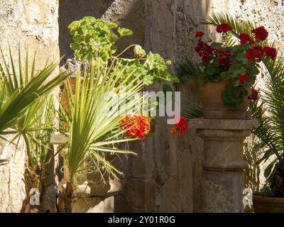 Patio con piante in vaso e fiori rossi sotto la luce del sole, palma di Maiorca, maiorca, isole baleari, spagna Foto Stock