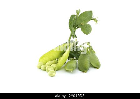 Cialde di piselli dolci freschi con foglie verdi isolate su sfondo bianco, piselli da giardino o piselli inglesi raccolti prima della piena maturazione Foto Stock