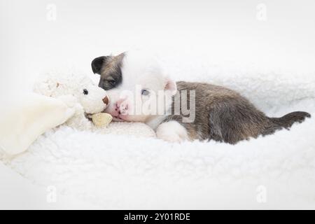 Cucciolo islandese di 2 settimane Foto Stock