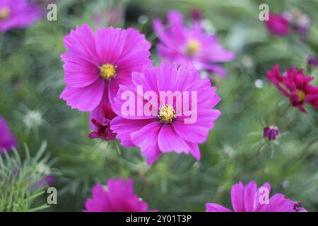 Bellissima natura con sfondo rosa fiori Cosmos Foto Stock