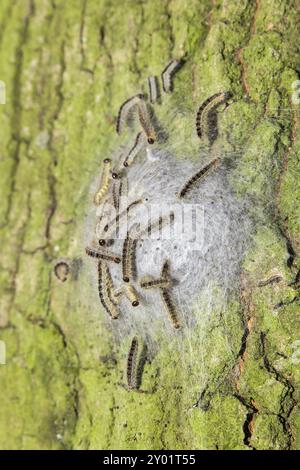 Processo di Quercia i bruchi in web sulla corteccia del tronco di quercia Foto Stock