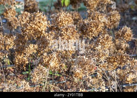 Primo piano di un asciutto Hydrangea paniculata, conosciuta anche come Hortensia, in autunno Foto Stock