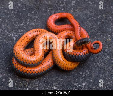 Serpente pacifico con collo ad anello in posizione difensiva. Stevens Creek County Park, Santa Clara County, California. Foto Stock