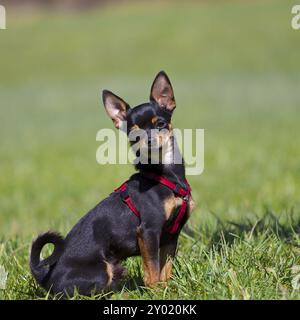 Il piccolo nano Pinscher si siede nell'erba e guarda direttamente nella telecamera Foto Stock