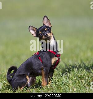 Un pinscher nano si trova nel prato verde e guarda in attesa nella fotocamera Foto Stock