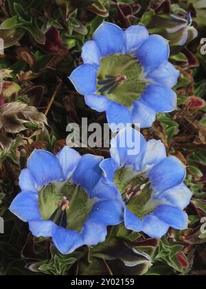 Bellissimi genziani, Nepal, Gentiana ornata, Asia Foto Stock