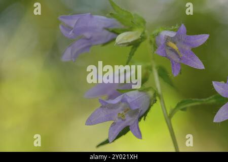 Dettaglio di un campanello strisciante o di un campanello r, Fiori del campanile del campo Foto Stock