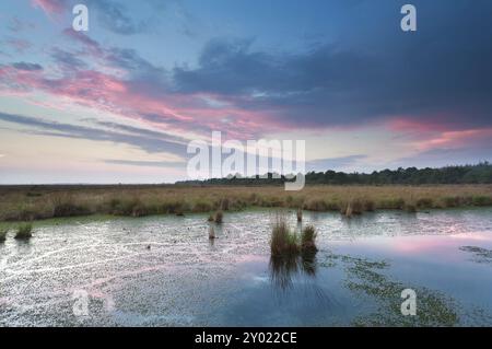 Tramonto sulla palude selvaggia in estate, Drenthe, Paesi Bassi Foto Stock