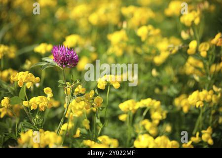 Trifoglio rosso solitario in un mare di fiori gialli (piselli prati) Foto Stock