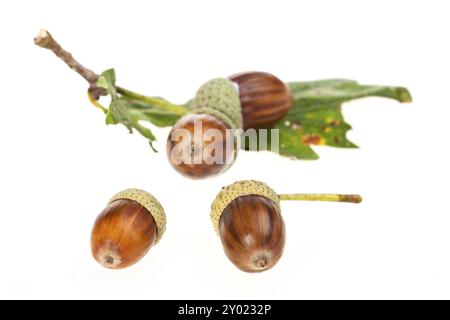 Nocciole di ghianda isolate su uno sfondo bianco chiaro Foto Stock