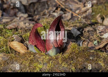 Il cavolo Skunk (Symplocarpus foetidus) è una delle prime piante autoctone a crescere e fiorire all'inizio della primavera nel Wisconsin Foto Stock