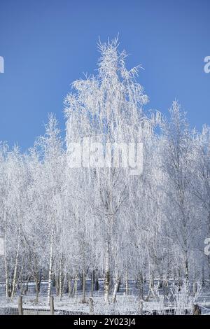 Foresta di betulle innevate alla periferia di Berlino. Il gelo forma cristalli di ghiaccio sui rami. Aria pulita e fredda e raggi solari mentre cammini Foto Stock