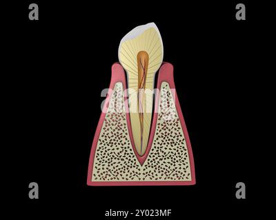 Immagine concettuale del dente umano Foto Stock