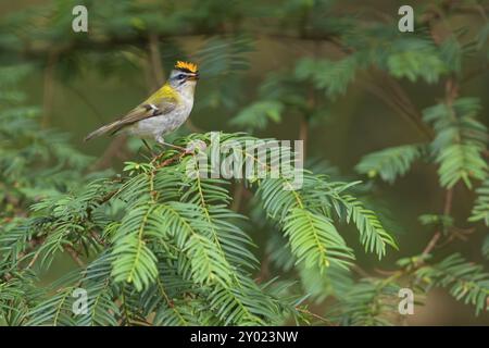 Goldcrest, Regulus ignicapillus, Lude, Mountain area, Lude, Stiria, Slovenia, Europa Foto Stock