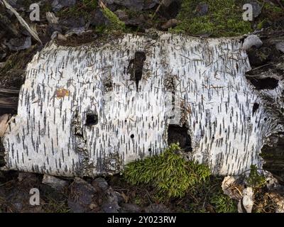 Un tronco di betulla marcio sul fondo della foresta Foto Stock