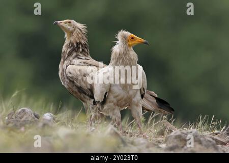 Avvoltoio egizio (Neophron percnopterus), Monti Rodopi, Bulgaria, Europa Foto Stock