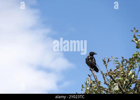 Corvo seduto su una diramazione di fronte a un cielo limpido, Magdeburgo, Sassonia-Anhalt, Germania, Europa Foto Stock