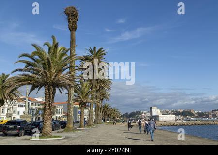 Palme sul lungomare di Foz do Douro, regione del Norte, quartiere di Porto, Portogallo, Europa Foto Stock