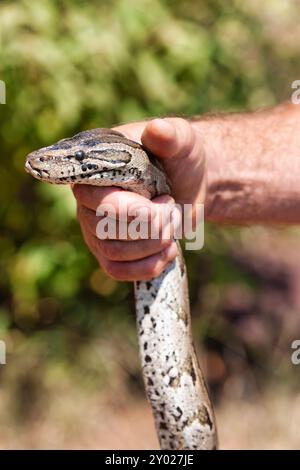 trasferimento di serpenti di pitone di roccia africana , su una pietra di granito, uomo che cattura il serpente, rimozione di parassiti Foto Stock