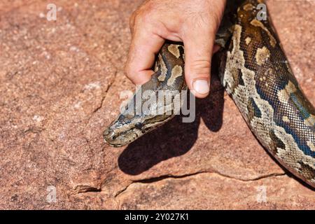 trasferimento di serpenti di pitone di roccia africana , su una pietra di granito, uomo che cattura il serpente, rimozione di parassiti Foto Stock