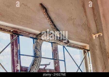 serpente di pitone di roccia africana, che si intrufola dalla finestra della casa Foto Stock