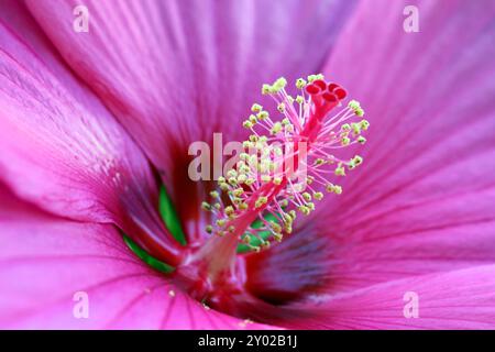 Beliebte Pflanzen in Gärten und Parkanlagen die auffällige leuchtende Blüte des Sumpfeibisch mit der Sortenbezeichnung Royal Gems, auch Roseneibisch genannt, gegen Ende August. *** Piante popolari nei giardini e nei parchi i fiori accattivanti e luminosi del malto paludoso delle gemme reali, noto anche come rosone mallow, verso la fine di agosto Foto Stock