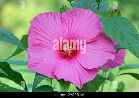 Beliebte Pflanzen in Gärten und Parkanlagen die auffällige leuchtende Blüte des Sumpfeibisch mit der Sortenbezeichnung Royal Gems, auch Roseneibisch genannt, gegen Ende August. *** Piante popolari nei giardini e nei parchi i fiori accattivanti e luminosi del malto paludoso delle gemme reali, noto anche come rosone mallow, verso la fine di agosto Foto Stock