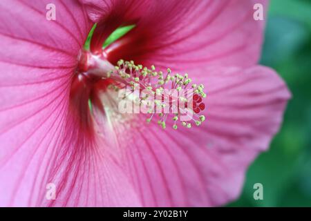 Beliebte Pflanzen in Gärten und Parkanlagen die auffällige leuchtende Blüte des Sumpfeibisch mit der Sortenbezeichnung Royal Gems, auch Roseneibisch genannt, gegen Ende August. *** Piante popolari nei giardini e nei parchi i fiori accattivanti e luminosi del malto paludoso delle gemme reali, noto anche come rosone mallow, verso la fine di agosto Foto Stock