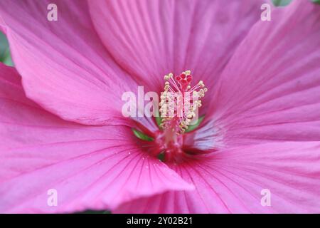 Beliebte Pflanzen in Gärten und Parkanlagen die auffällige leuchtende Blüte des Sumpfeibisch mit der Sortenbezeichnung Royal Gems, auch Roseneibisch genannt, gegen Ende August. *** Piante popolari nei giardini e nei parchi i fiori accattivanti e luminosi del malto paludoso delle gemme reali, noto anche come rosone mallow, verso la fine di agosto Foto Stock