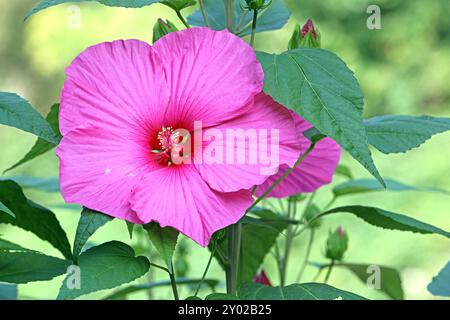 Beliebte Pflanzen in Gärten und Parkanlagen die auffällige leuchtende Blüte des Sumpfeibisch mit der Sortenbezeichnung Royal Gems, auch Roseneibisch genannt, gegen Ende August. *** Piante popolari nei giardini e nei parchi i fiori accattivanti e luminosi del malto paludoso delle gemme reali, noto anche come rosone mallow, verso la fine di agosto Foto Stock