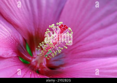 Beliebte Pflanzen in Gärten und Parkanlagen die auffällige leuchtende Blüte des Sumpfeibisch mit der Sortenbezeichnung Royal Gems, auch Roseneibisch genannt, gegen Ende August. *** Piante popolari nei giardini e nei parchi i fiori accattivanti e luminosi del malto paludoso delle gemme reali, noto anche come rosone mallow, verso la fine di agosto Foto Stock