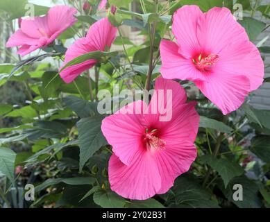 Beliebte Pflanzen in Gärten und Parkanlagen die auffällige leuchtende Blüte des Sumpfeibisch mit der Sortenbezeichnung Royal Gems, auch Roseneibisch genannt, gegen Ende August. *** Piante popolari nei giardini e nei parchi i fiori accattivanti e luminosi del malto paludoso delle gemme reali, noto anche come rosone mallow, verso la fine di agosto Foto Stock