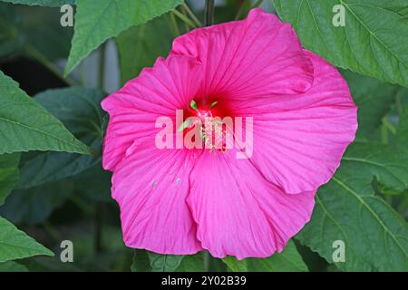 Beliebte Pflanzen in Gärten und Parkanlagen die auffällige leuchtende Blüte des Sumpfeibisch mit der Sortenbezeichnung Royal Gems, auch Roseneibisch genannt, gegen Ende August. *** Piante popolari nei giardini e nei parchi i fiori accattivanti e luminosi del malto paludoso delle gemme reali, noto anche come rosone mallow, verso la fine di agosto Foto Stock