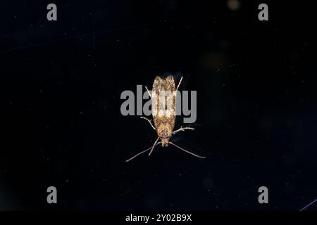 Hofmannophila pseudospretella famiglia Oecophoridae genere Hofmannophila Brown House Moth natura selvaggia fotografia di insetti, foto, carta da parati Foto Stock