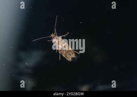 Hofmannophila pseudospretella famiglia Oecophoridae genere Hofmannophila Brown House Moth natura selvaggia fotografia di insetti, foto, carta da parati Foto Stock