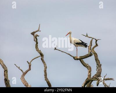 Cicogna bianca su un albero morto Foto Stock