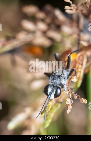 Primo piano delle vespe dalla coda Rudy che poggiano sugli steli di Cyperus iria. Foto Stock