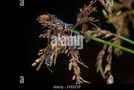 Primo piano delle vespe dalla coda Rudy che poggiano sugli steli di Cyperus iria. Foto Stock