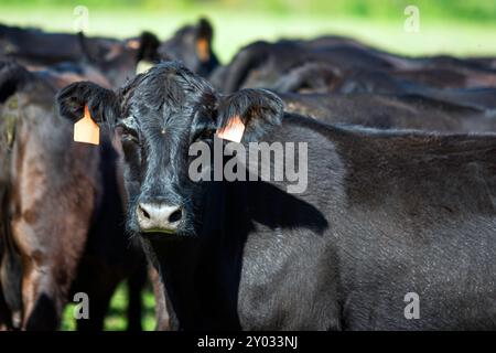 Mucca di razza Angus nera in un gruppo di bovini che guarda la telecamera. Foto Stock