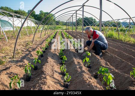 Uomo maturo che piantava piantine di pepe in una serra. Prodotti agricoli biologici. Piantine di pepe dolce. Foto Stock