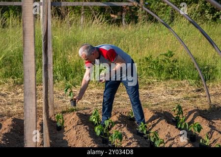 Uomo maturo che piantava piantine di pepe in una serra. Prodotti agricoli biologici. Piantine di pepe dolce. Foto Stock