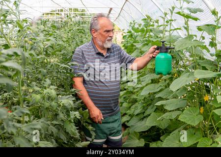 Uomo maturo che spruzza fertilizzante liquido il fogliare che si nutre delle verdure dell'orto. Cura delle piantine di verdure. Alimentazione Foto Stock