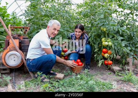 Teen Daughter aiuta suo padre a raccogliere pomodori rossi biologici in serra. Concetto di cibo sano per le persone Foto Stock