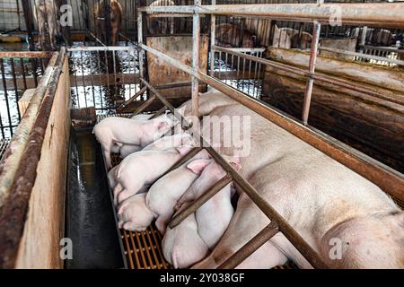 Una semina commerciale sdraiata per succhiare la sua lettiera mentre si trova in una cassa che le impedisce di calpestare o distedere sui suoi suinetti. Produzione di maiale Foto Stock