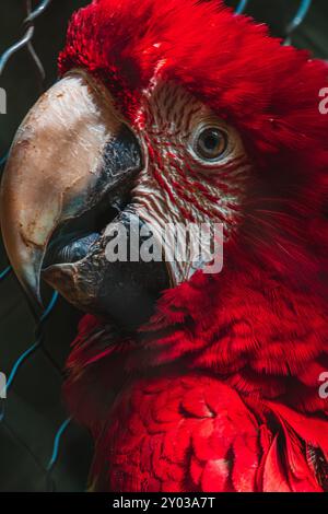 Ritratto del pappagallo rosso al Papago Park Foto Stock